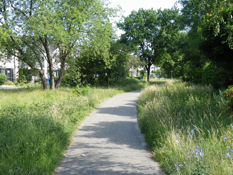 landschap, fietspad, groen
